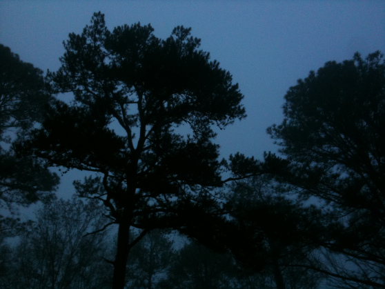 Trees in Fog